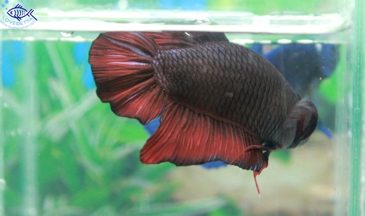 (ขายแล้วครับ)"คัดเกรด"ปลากัดยักษ์ครีบสั้น-Giant Fancy Black and Red