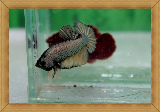 ปลากัดครีบสั้น - Fancy Halfmoon Plakats
