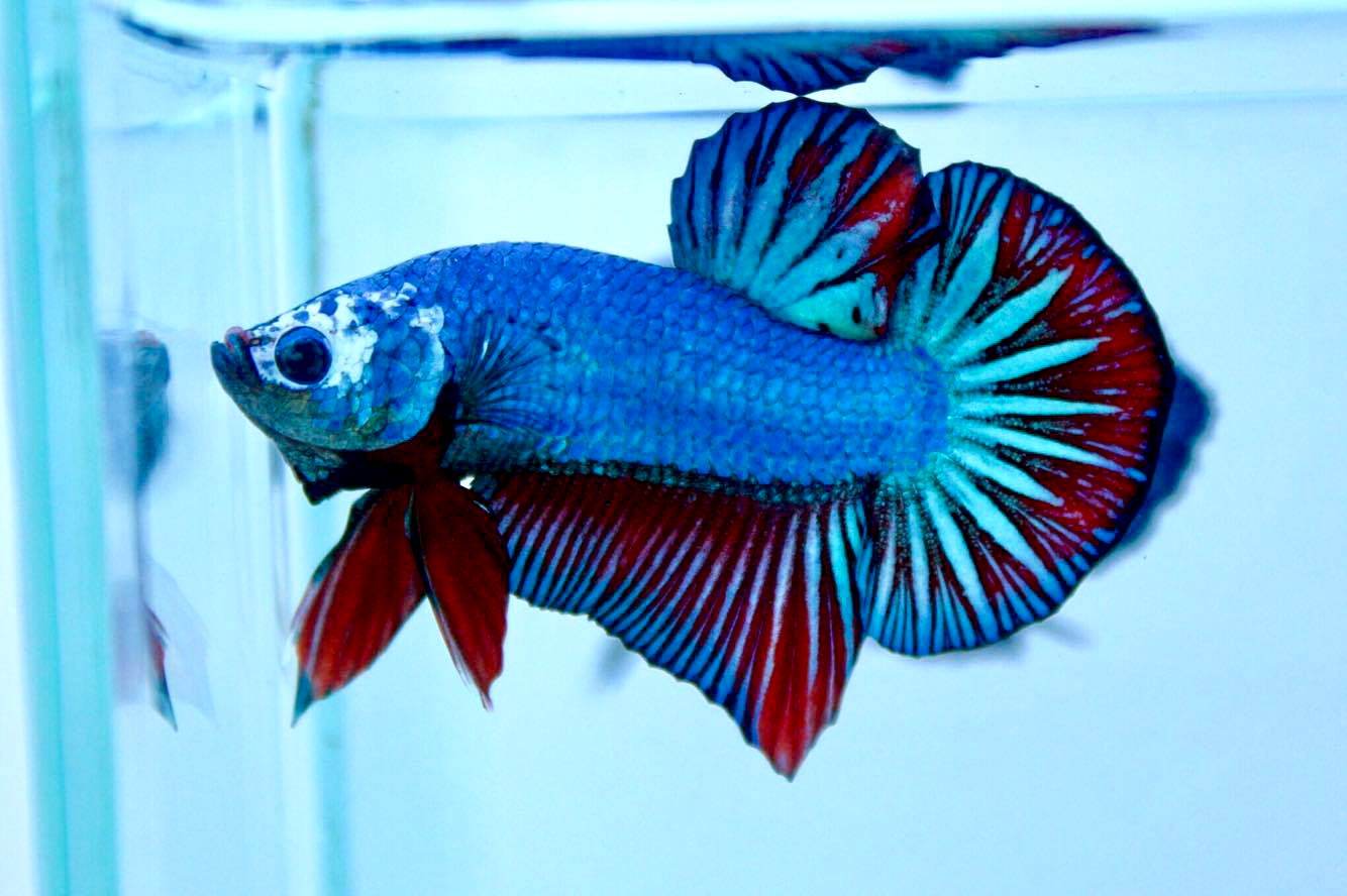 ปลากัดคัดเกรดครีบสั้น - Halfmoon Plakad Fancy Dragon Premium Quality Grade AAA+