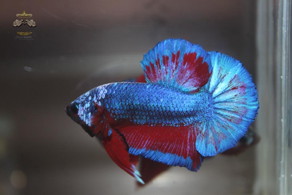 ปลากัดคัดเกรดครีบสั้น - Halfmoon Plakad Fancy Dragon(Red Blue) Premium Quality Grade AAA+