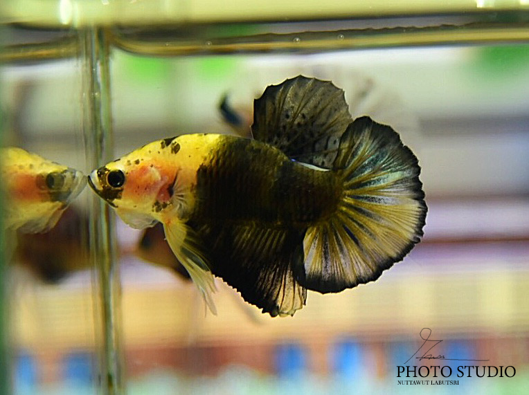 ปลากัดคัดเกรดครีบสั้นสีแฟนซีไทเกอร์ - Halfmoon Plakad Koi Tiger Platinum Premium Quality Grade