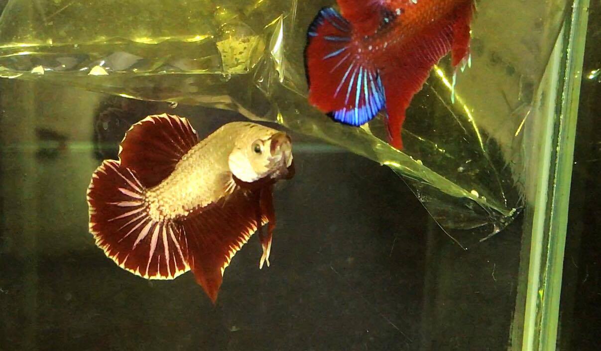 ปลากัดคัดเกรดครีบสั้น - Halfmoon Plakad RedDragon Premium Quality Grade