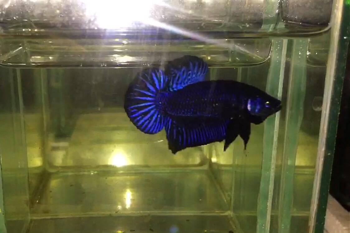ปลากัดคัดเกรดครีบสั้น - Halfmoon Plakad Blue Black Quality Grade
