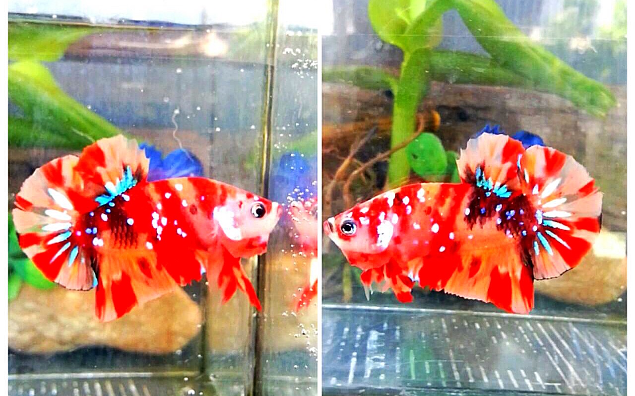 ปลากัดคัดเกรดครีบสั้นแฟนซี - Halfmoon Plakad Fancy Red Nemo Galaxy Premium Quality Grade