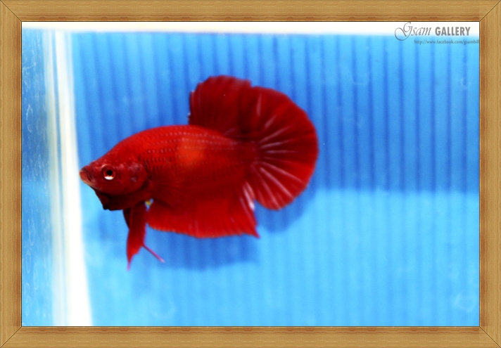 ปลากัดครีบสั้น - Halfmoon Plakats SUPER RED022