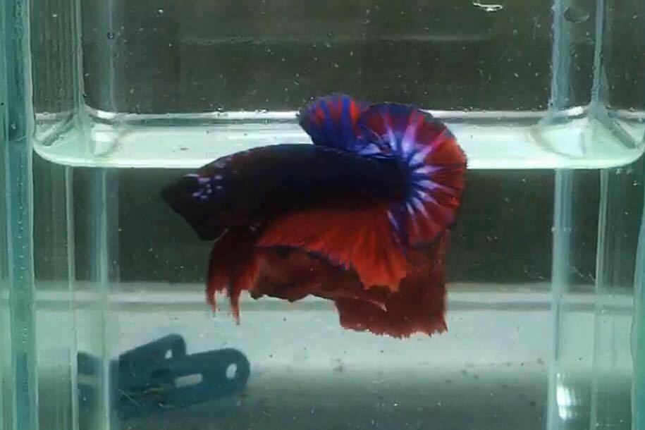 ปลากัดคัดเกรดครีบสั้น - Halfmoon Plakad Fancy Dragon Quality Grade
