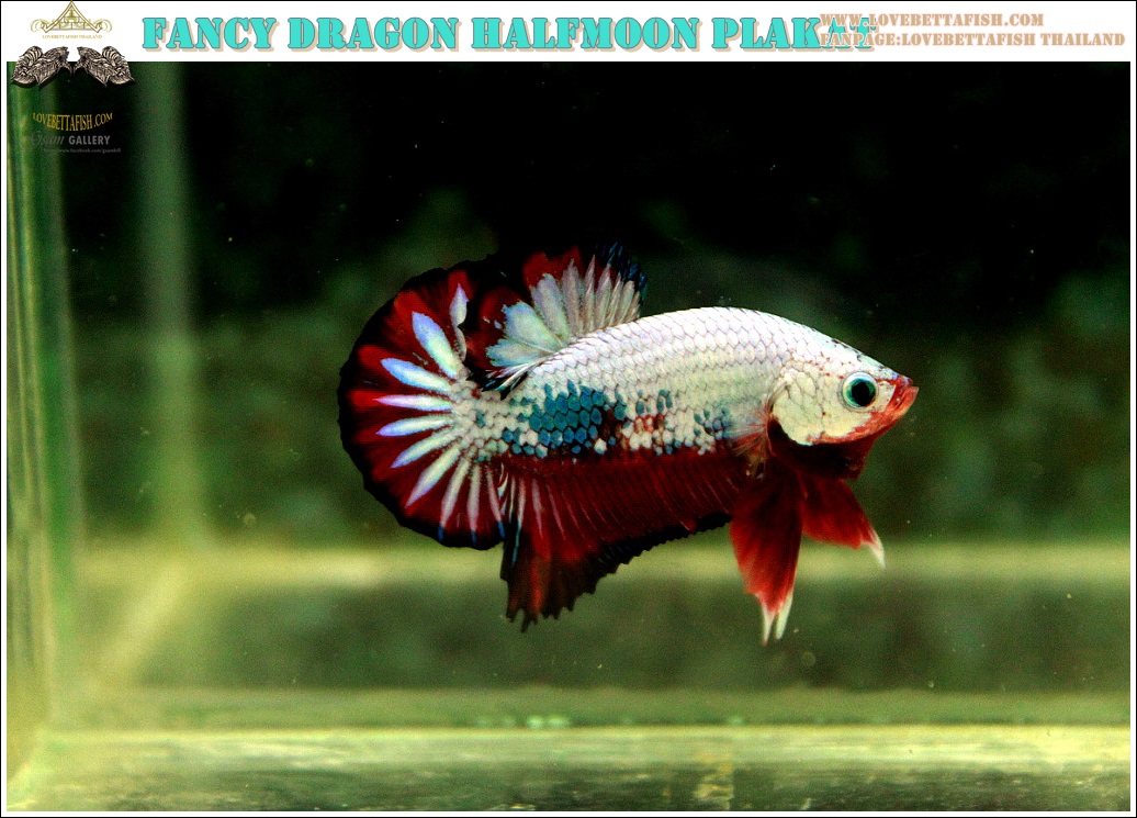 (ขายแล้วครับ)ปลากัดครีบสั้น-Halfmoon Plakat Fancy Dragon Good Grade