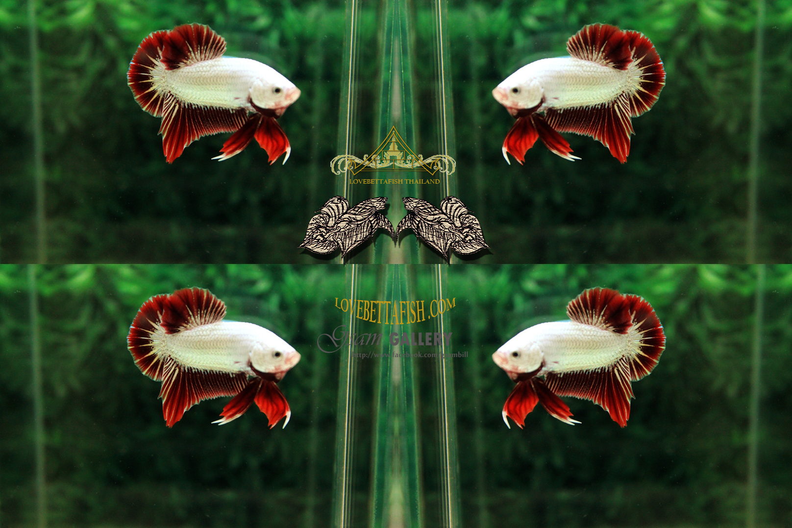 คัดเกรดปลากัดครีบสั้น-Halfmoon Plakat Red Dragon Grade AAA+