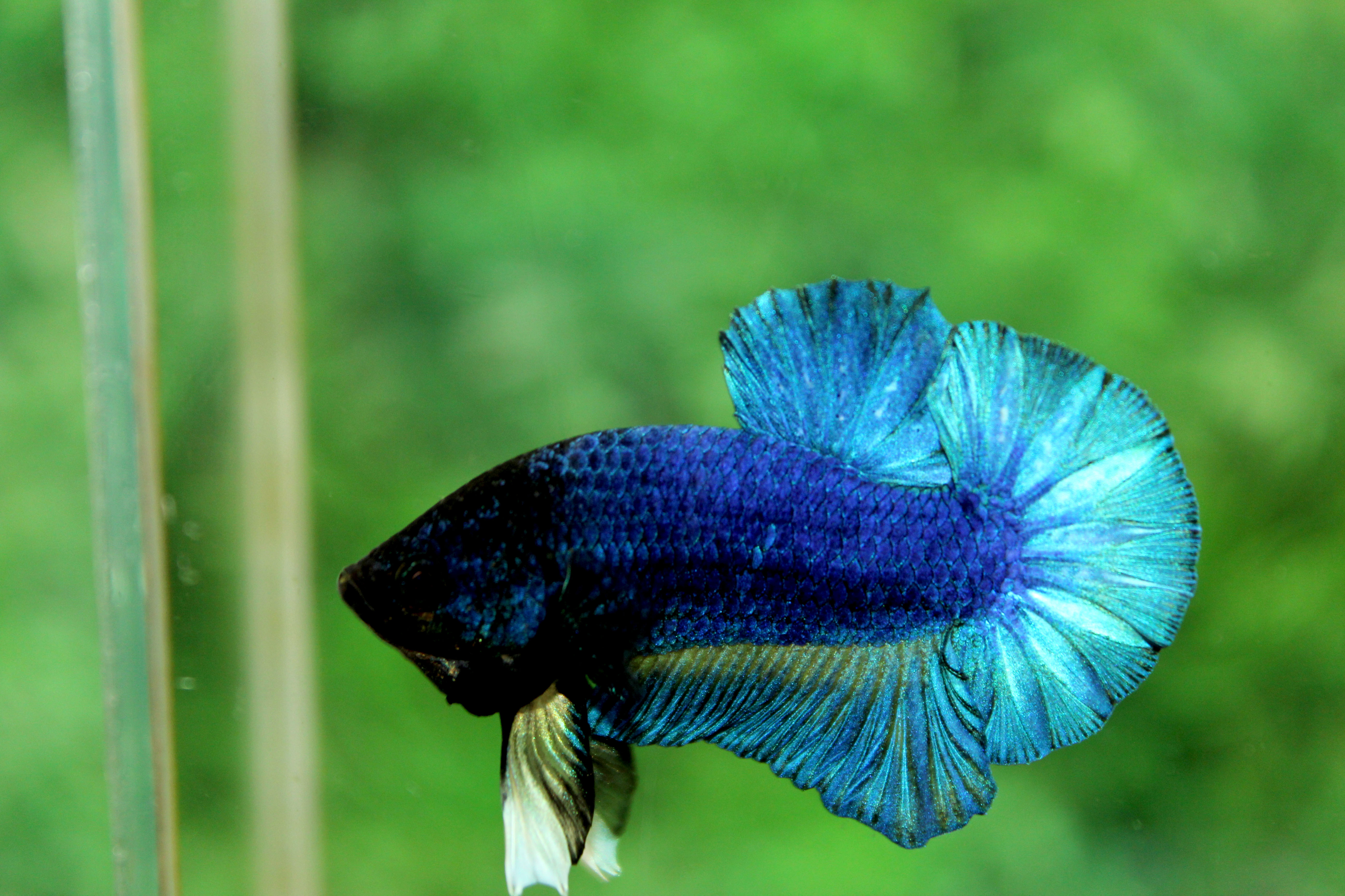 คัดเกรดปลากัดครีบสั้น-Halfmoon Plakad Premuim Quality Grade Fancy Blue Green Mustrad Over Tails Grade AAA+ (ฟอร์มมาตรฐาน)