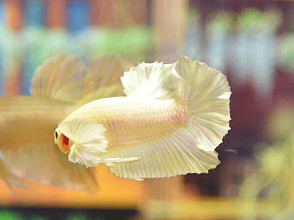 ปลากัดคัดเกรดครีบสั้นหูช้างสีขาว - Halfmoon Plakad Big Ear White Platinum Premium Quality Grade