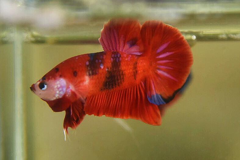 ปลากัดคัดเกรดครีบสั้น - Halfmoon Plakad Fancy Koi Premium Quality Grade
