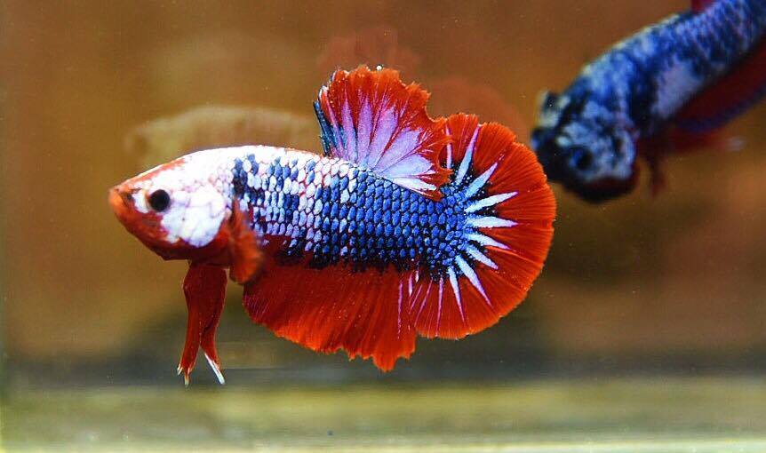 ปลากัดคัดเกรดครีบสั้น - Halfmoon Plakad Fancy Dragon Premium Quality Grade AAA+