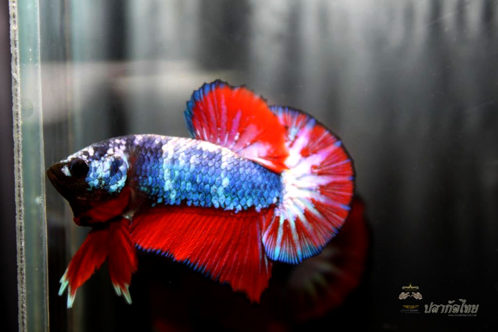 ธงชาติไทย ปลากัดคัดเกรดครีบสั้น - Halfmoon Plakad Fancy Dragon Premium Quality Grade