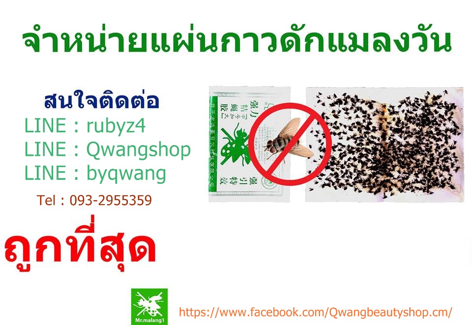 กาวเหนียวดักแมลง (ชนิดแผ่น ) 100 แผ่น