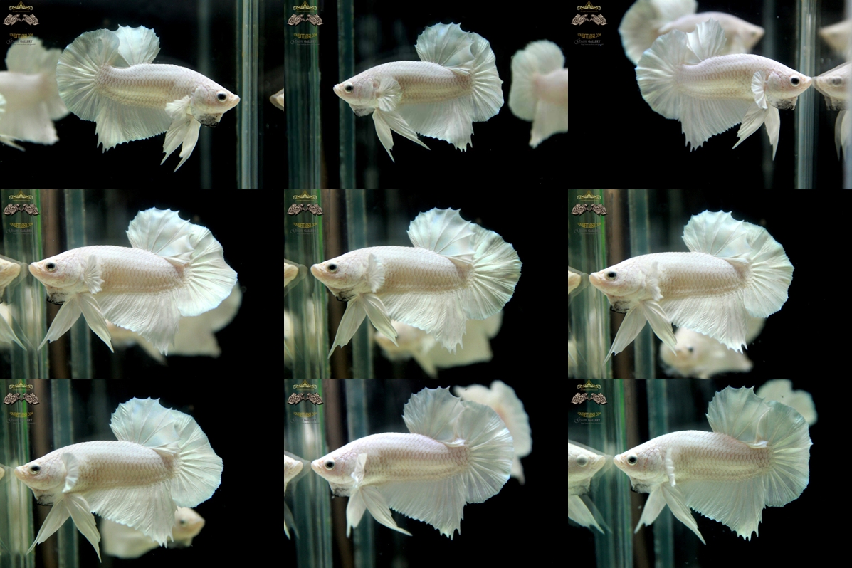 (ขายแล้วครับ)"คัดเกรด"ปลากัดครีบสั้น-Halfmoon Plakats White Platinum