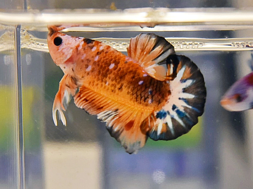 ปลากัดคัดเกรดครีบสั้น - Halfmoon Plakad Fancy Dragon Premium Quality Grade