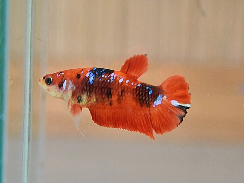 ปลากัดคัดเกรดครีบสั้นแฟนซี"ตัวเมีย" - Female Halfmoon Plakad Fancy Premium Quality Grade