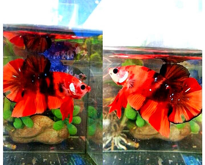 ปลากัดคัดเกรดครีบสั้นแฟนซี - Halfmoon Plakad Fancy Red Nemo Galaxy Premium Quality Grade