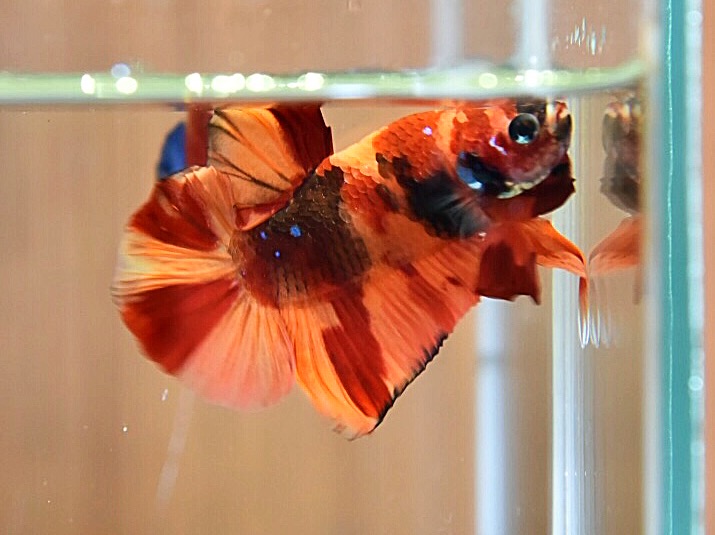 'นีโม่'ปลากัดคัดเกรดครีบสั้น - Halfmoon Plakad Fancy Nemo Premium Quality Grade