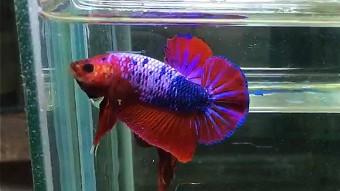 ปลากัดคัดเกรดครีบสั้น - Halfmoon Plakad Fancy Dragon(Red Blue) Quality Grade AAA+