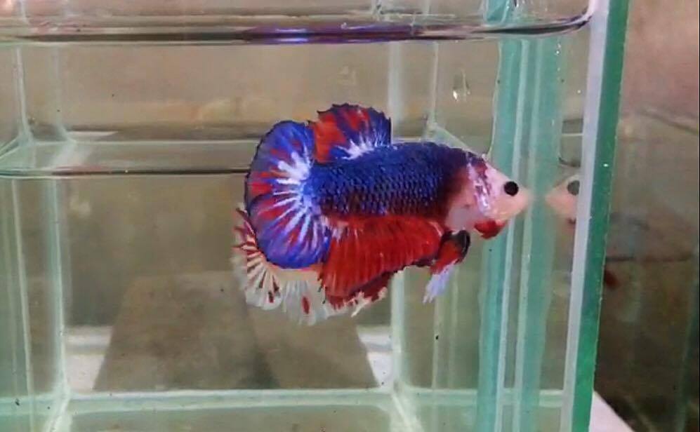 ปลากัดคัดเกรดครีบสั้น - Halfmoon Plakad Fancy Dragon Quality Grade