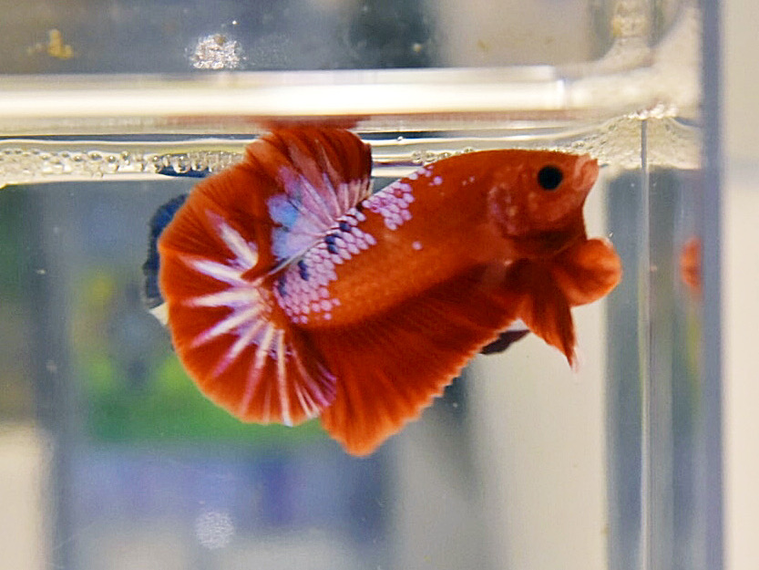 ปลากัดคัดเกรดครีบสั้น - Halfmoon Plakad Fancy Dragon Premium Quality Grade