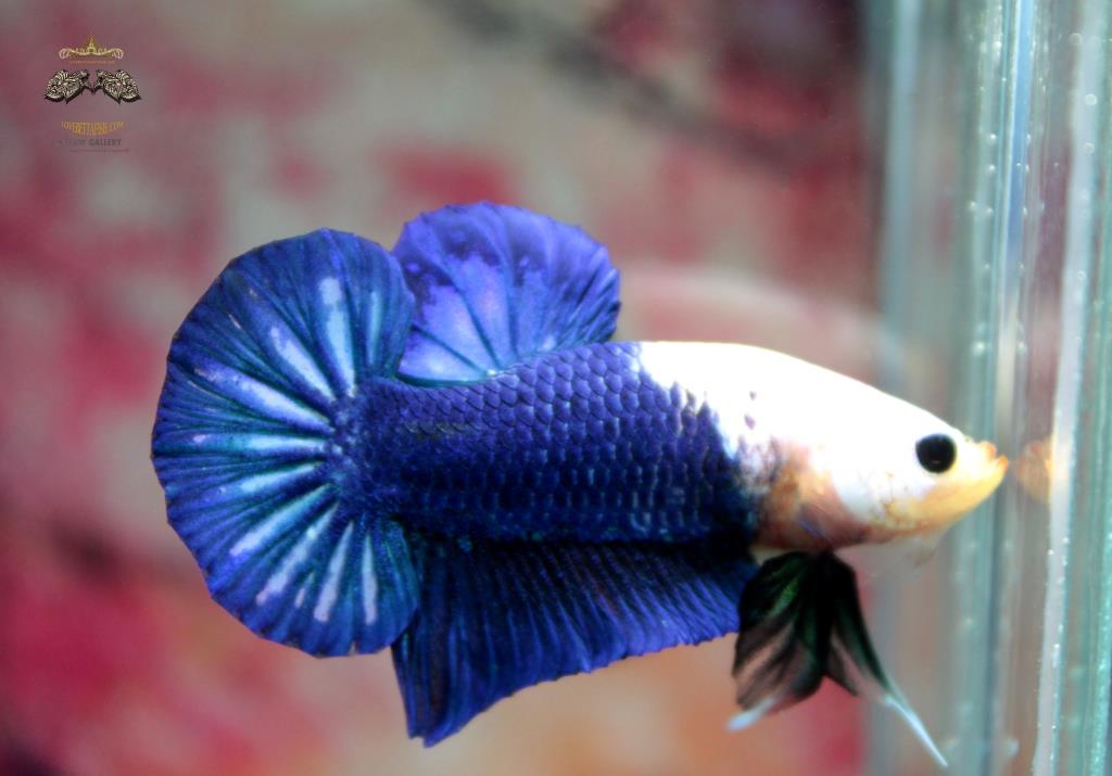 ปลากัดคัดเกรดครีบสั้น - Halfmoon Plakad Over Tails BlueSky White Head Premium Quality Grade AAA+