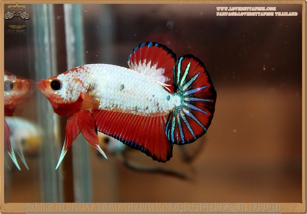 ปลากัดครีบสั้นสีแฟนซีดราก้อน - Halfmoon Plakat Fancy Dragon