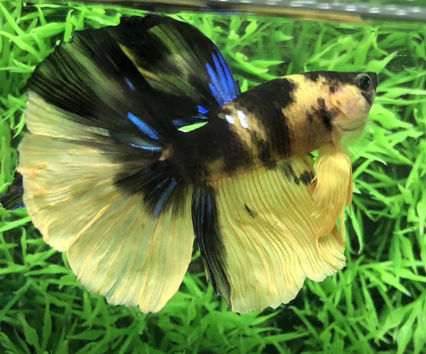 ปลากัดคัดเกรดครีบยาว - Halfmoon Fancy Yellow Koi Premium Quality Grade