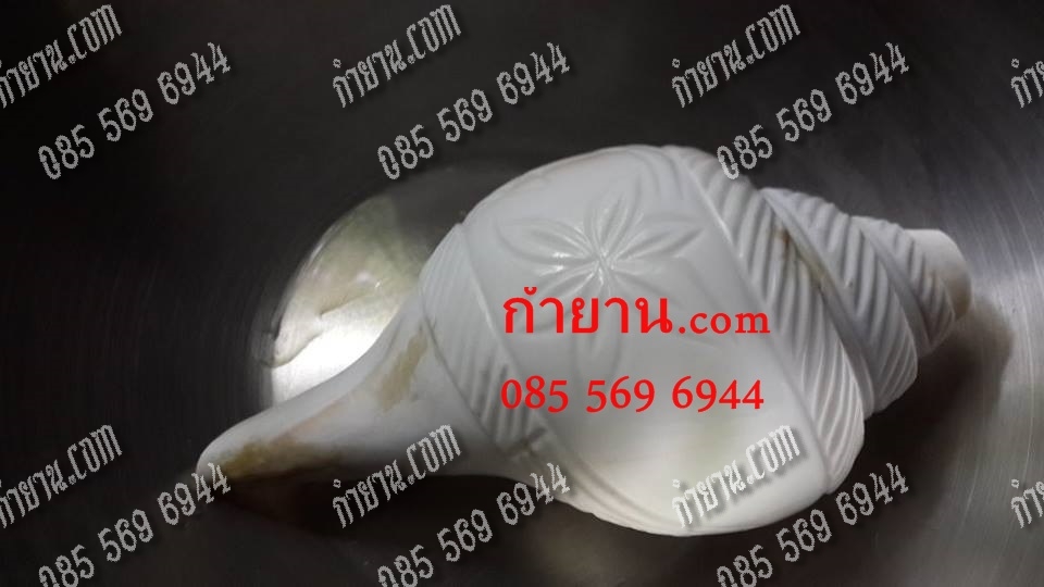 สังข์เป่า 6 นิ้ว