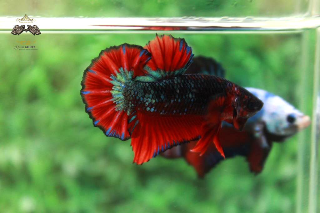 ปลากัดคัดเกรดครีบสั้น - Halfmoon Plakad Fancy Dragon Quality Grade