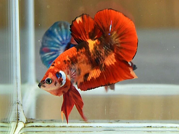 'นีโม่ ลายเสือไฟ'ปลากัดคัดเกรดครีบสั้น - Halfmoon Plakad Fancy Nemo Fire Tiger Premium Quality Grade