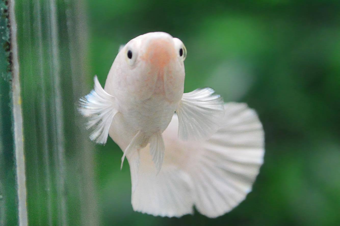 แบ่งแม่พันธุ์ปลากัดคัดเกรดครีบสั้นเพศเมีย - Female Halfmoon Plakad Premium Quality Grade White Platinum AAA+