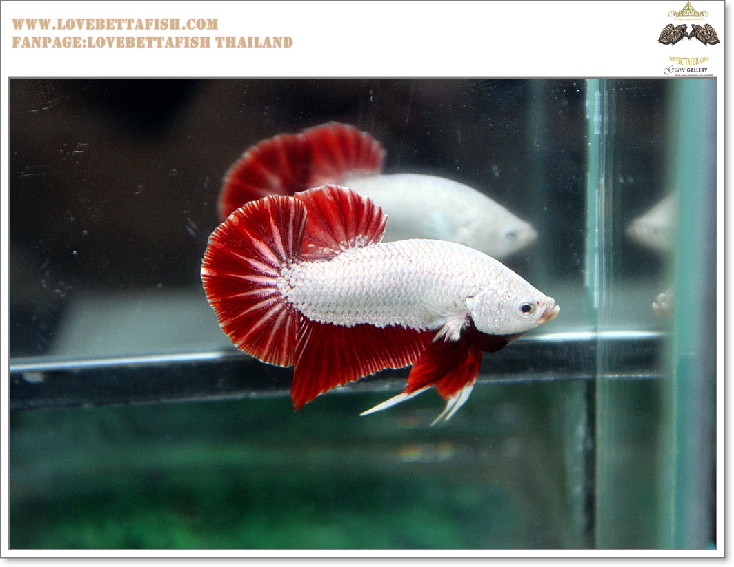 คัดเกรดปลากัดครีบสั้น-Halfmoon Plakat RedDragon
