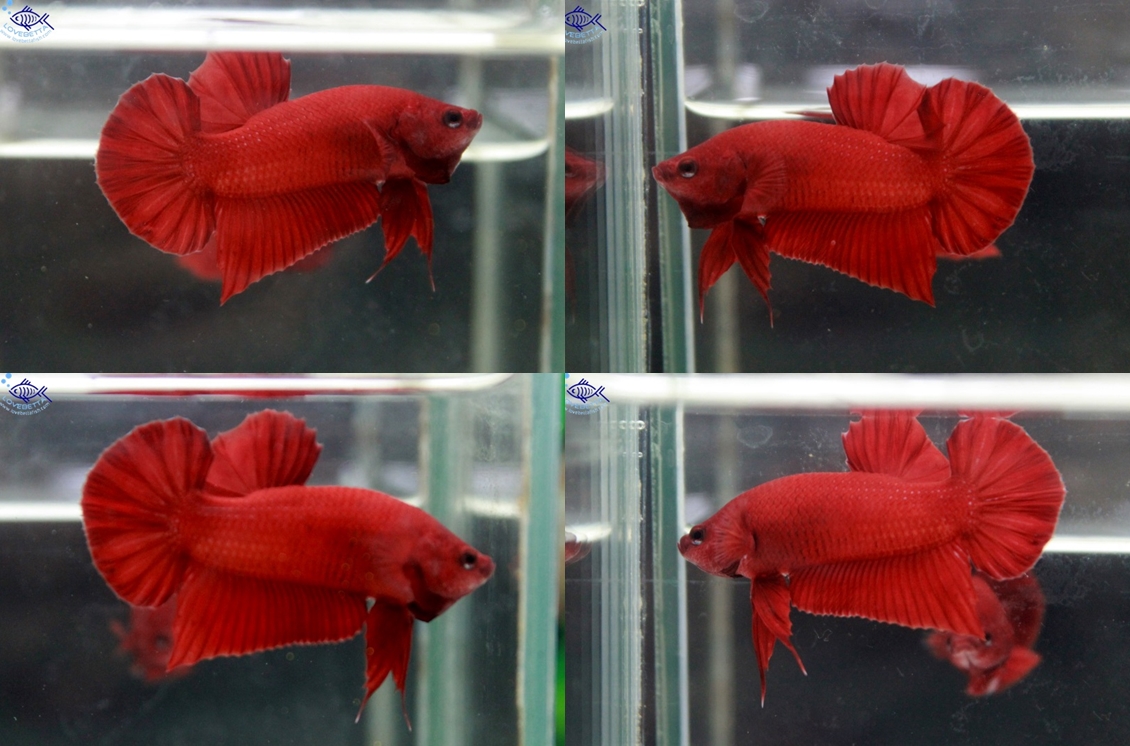 (ขายแล้วครับ)"คัดเกรด"ปลากัดครีบสั้น-Halfmoon Plakats Super Red