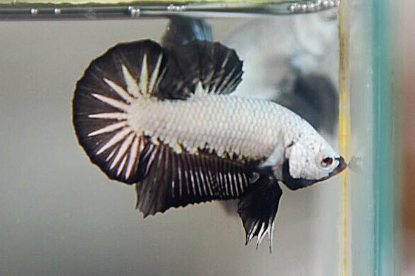 "มังกรดำคัดเกรดพ่อพันธุ์" ปลากัดคัดเกรดครีบสั้น - Halfmoon Plakad Black Dragon Premium Quality Grade