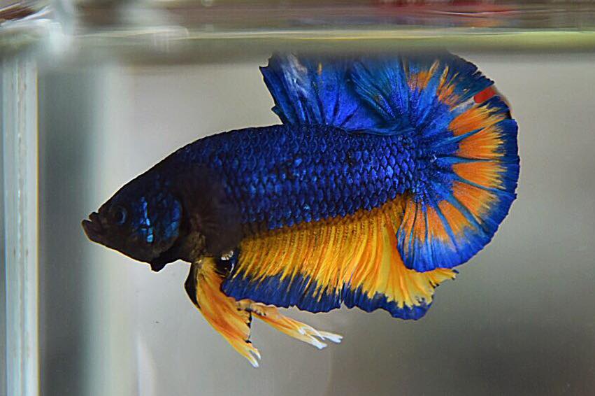 "เหลืองมัสตราลเกรดพ่อพันธุ์" ปลากัดคัดเกรดครีบสั้น - Halfmoon Plakad Blue Mustrad Premium Quality Grade