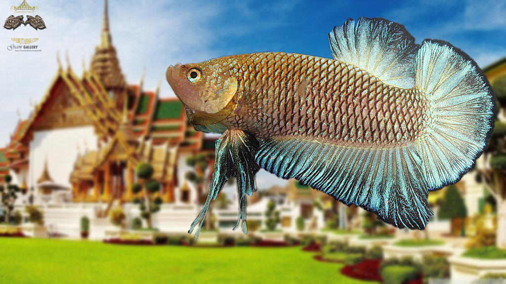 (ขายแล้วครับ)"คัดเกรด"ปลากัดครีบสั้น-Halfmoon Plakats Fancy Net Balck เกรดพ่อพันธุ์