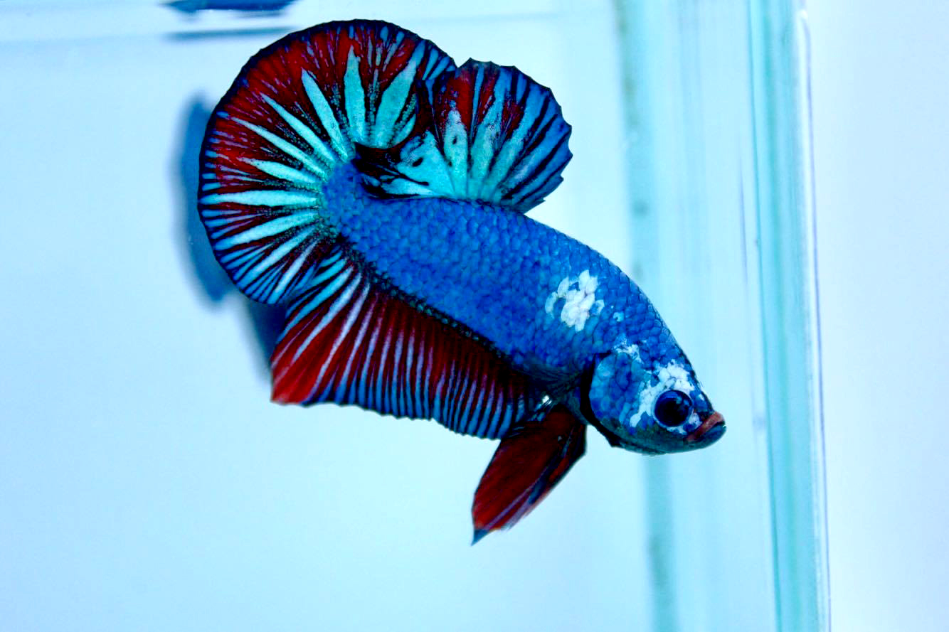 ปลากัดคัดเกรดครีบสั้น - Halfmoon Plakad Fancy Dragon Premium Quality Grade AAA+