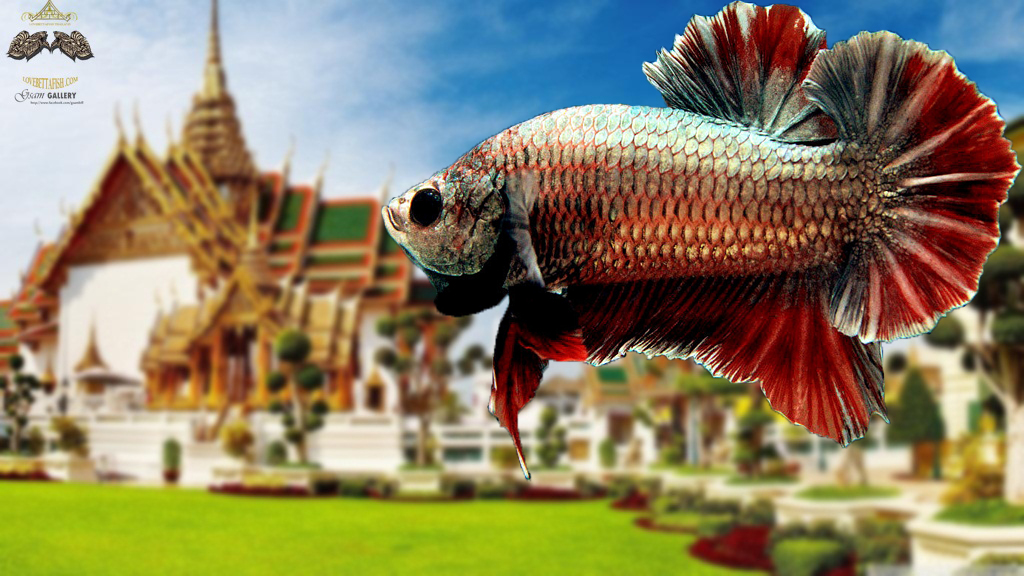 (ขายแล้วครับ)"คัดเกรด"ปลากัดครีบสั้น-Halfmoon Plakats Fancy Copper Over