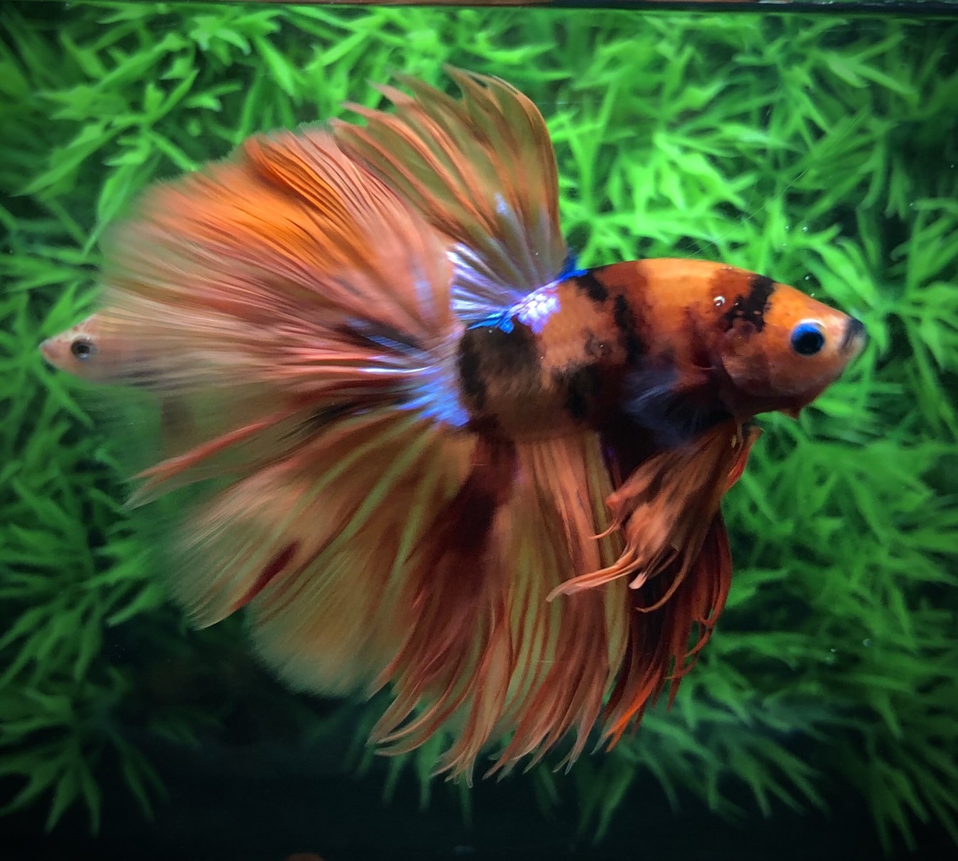 ปลากัดคัดเกรดครีบยาว - Halfmoon Fancy Orange Koi Premium Quality Grade
