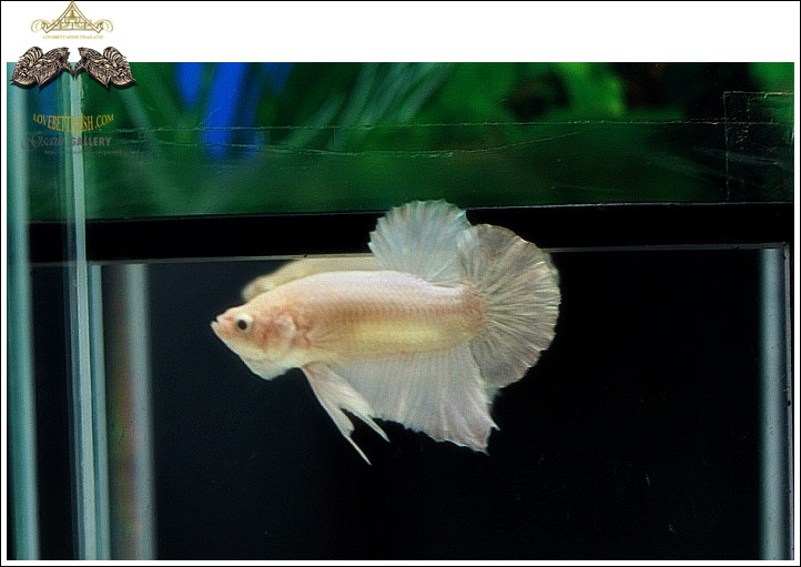(ขายแล้วครับ)"คัดเกรดประกวด"ปลากัดครีบสั้น-Halfmoon Plakats White Platinum Quality Grade