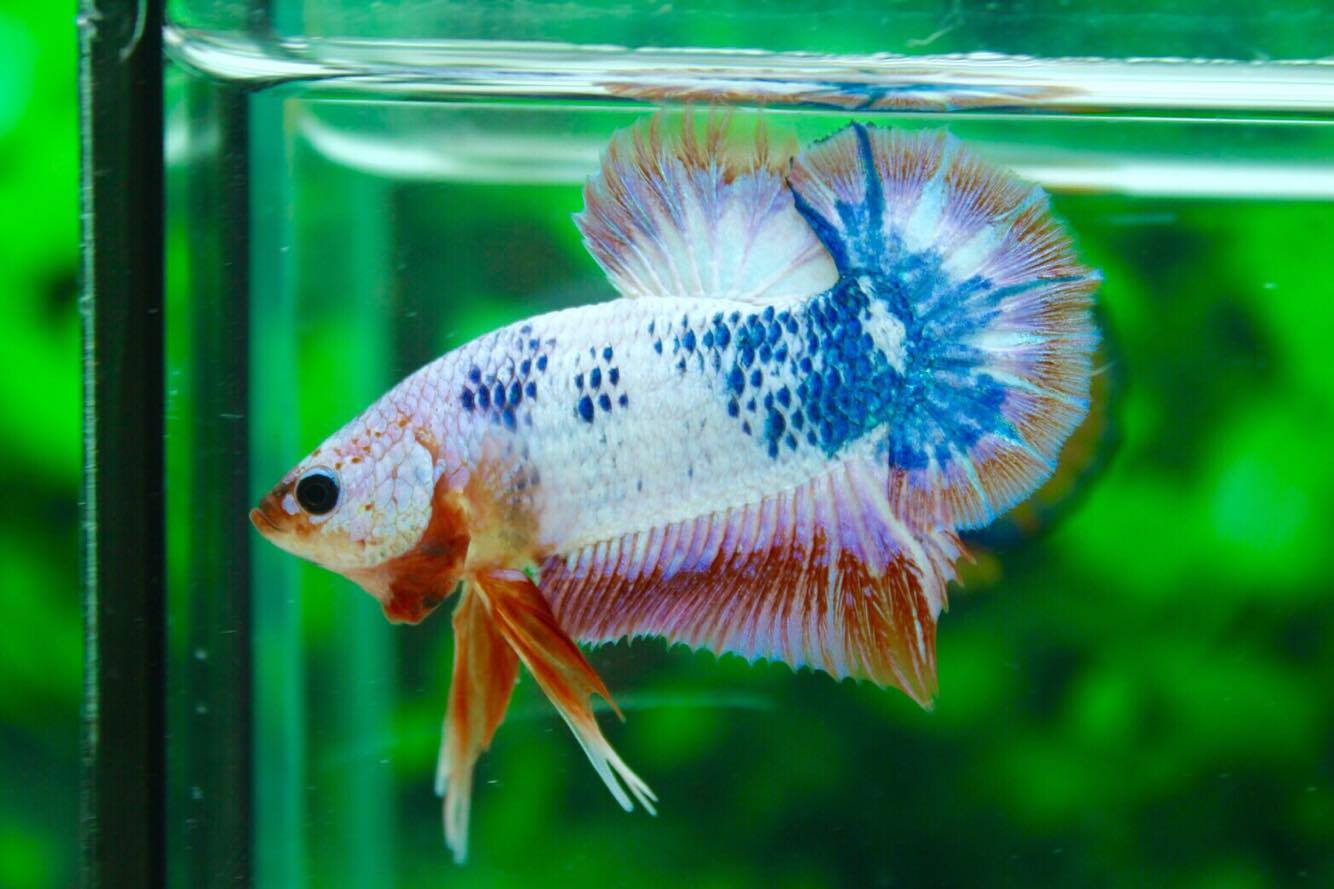 คัดเกรดปลากัดครีบสั้น - Halfmoon Plakad Quality Grade Fancy Dragon