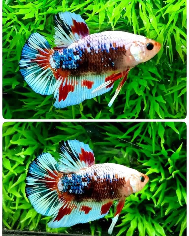 ปลากัดคัดเกรดครีบสั้น - Halfmoon Plakad Fancy Dragon Premium Quality Grade