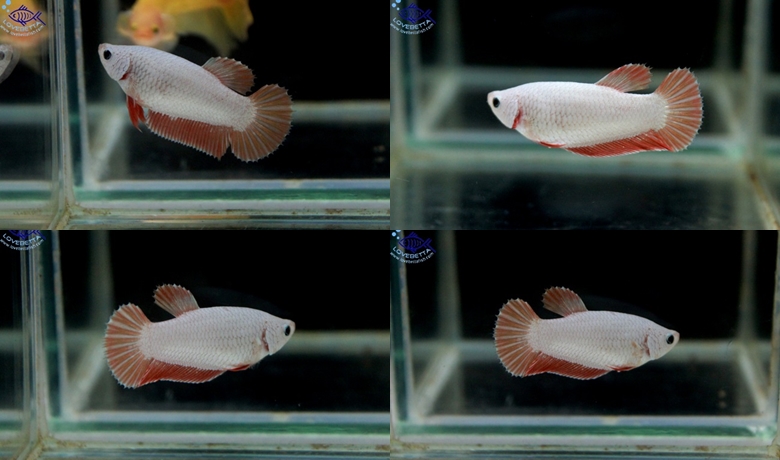 (ขายแล้วครับ)"คัดเกรด"ปลากัดครีบสั้นตัวเมีย-Halfmoon Plakats Orenge Dragon