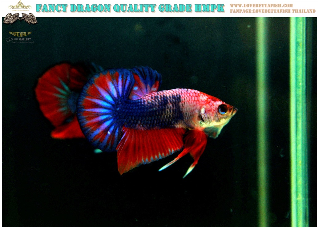 (ขายแล้วครับ)"คัดเกรด"ปลากัดครีบสั้น-Halfmoon Plakats Fancy Dragon Nice colors Nice Form