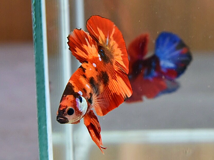 'นีโม่ ลายเสือไฟ'ปลากัดคัดเกรดครีบสั้น - Halfmoon Plakad Fancy Nemo Fire Tiger Premium Quality Grade