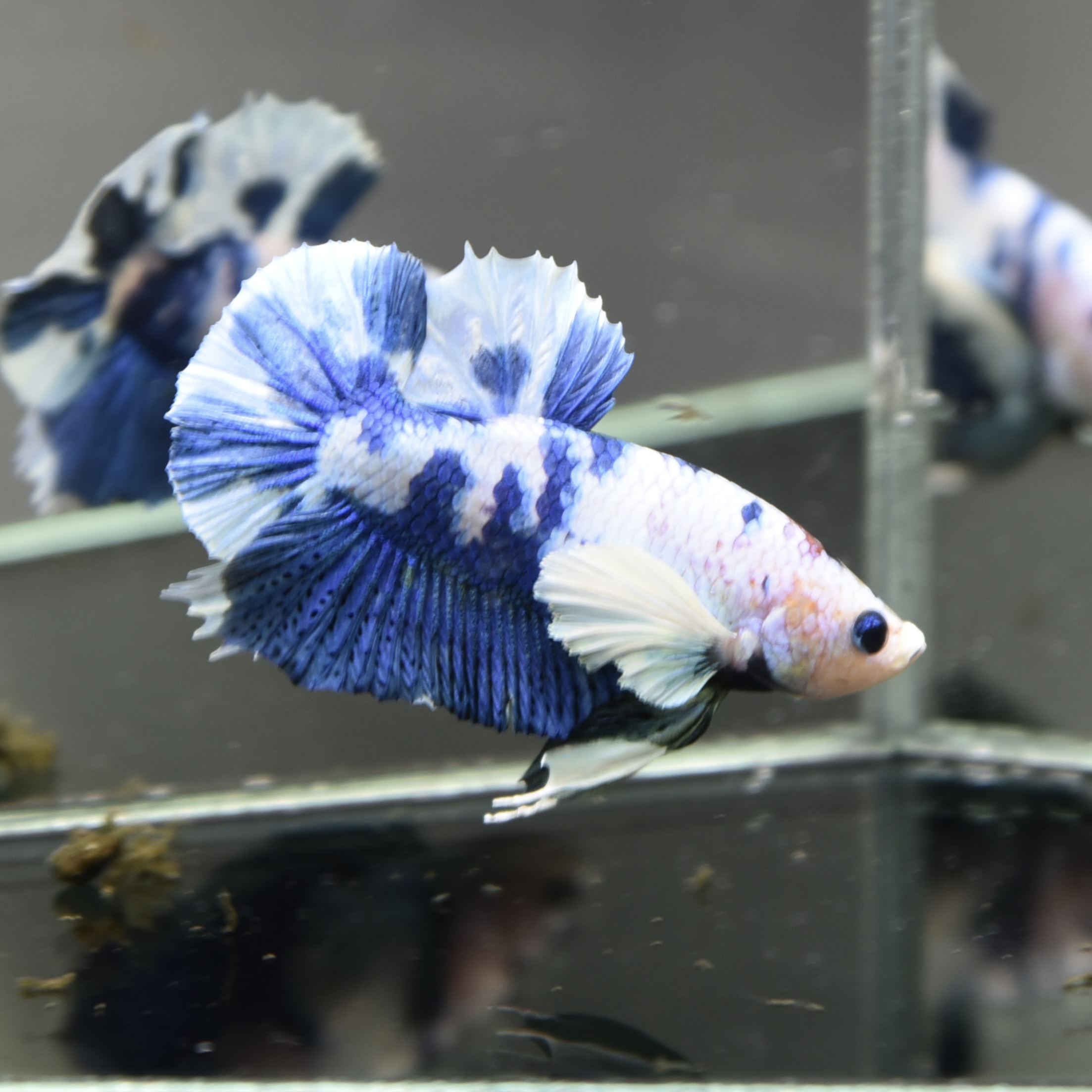 ปลากัดคัดเกรดหูช้างครีบสั้นมาเบิ้ล - Big Ear Halfmoon Plakad Marble Premium Quality Grade