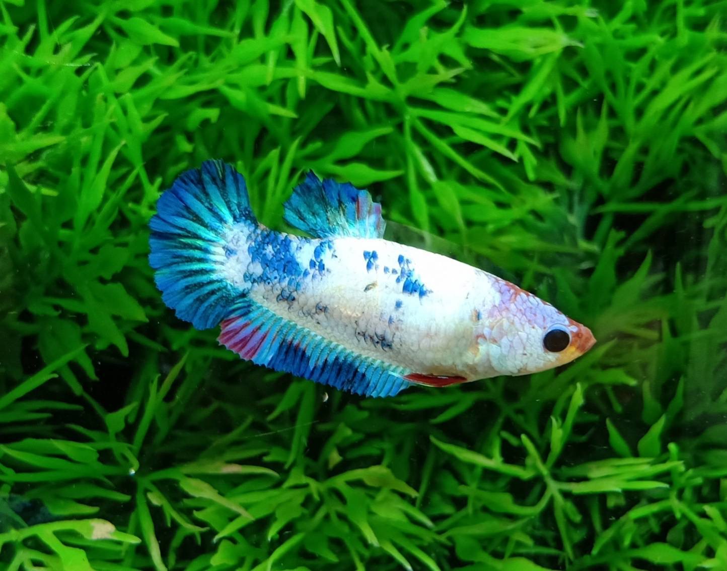 ปลากัดคัดเกรดครีบสั้นตัวผู้ตัวเมีย - 1 Pair Male-Female Halfmoon Plakad Fancy Premium Quality Grade