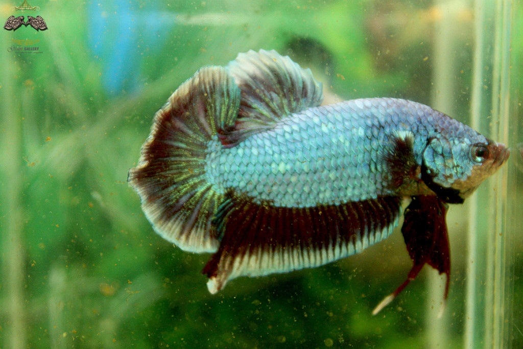 (ขายแล้วครับ)"คัดเกรด"ปลากัดยักษ์ครีบสั้น-Giant Halfmoon Plakats Fancy Salamander